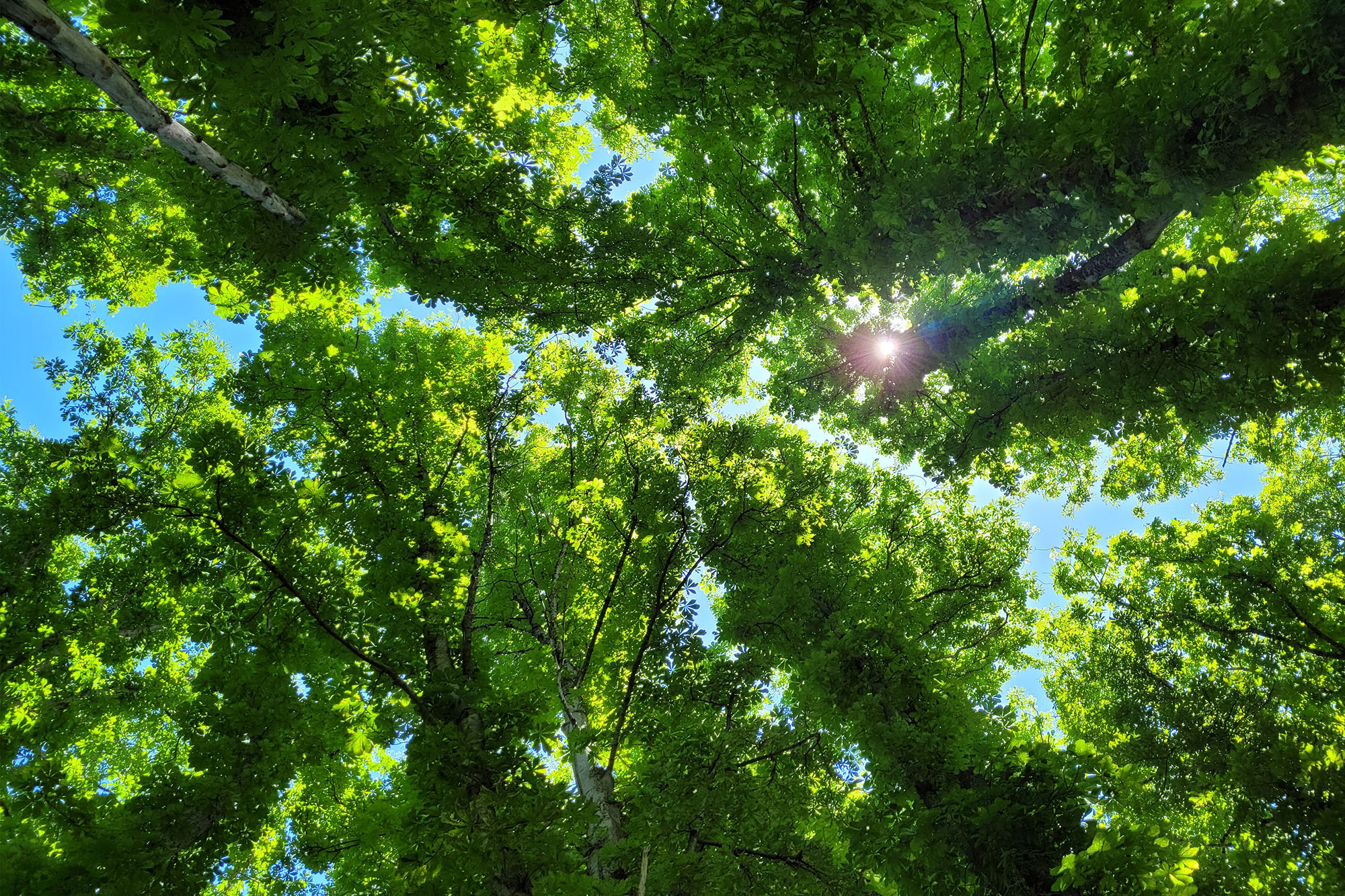 © Photographie Yorgger - Arbres et Soleil