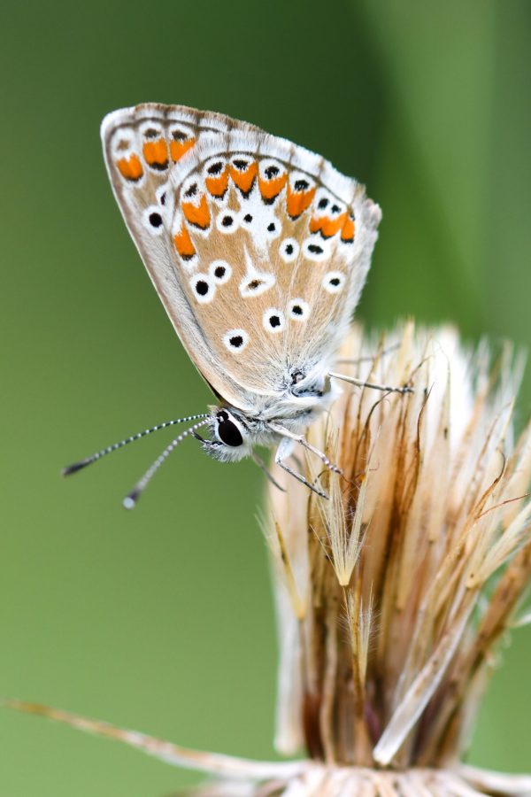 © Photographie Yorgger - Papillion